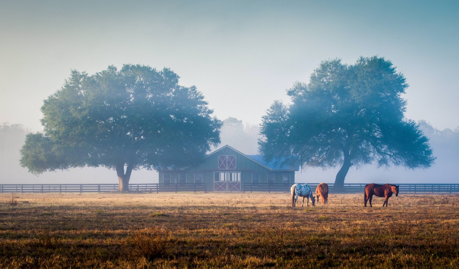 “Pasture Morning” by Paul Coleman